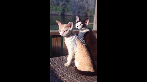 My Devon Rex