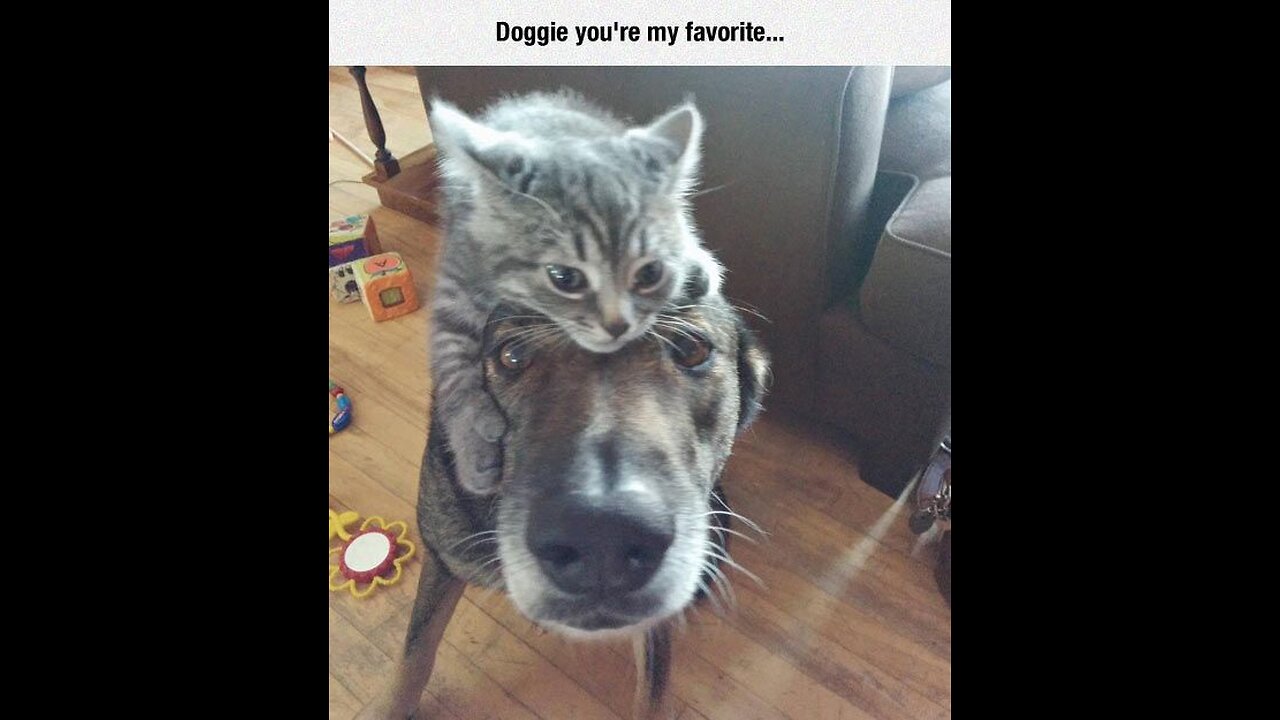 funny video cats and dogs