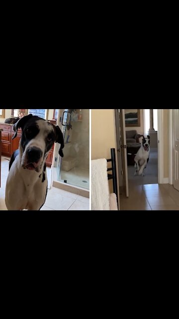 Excited Pup Does Zoomies For Car Ride Time