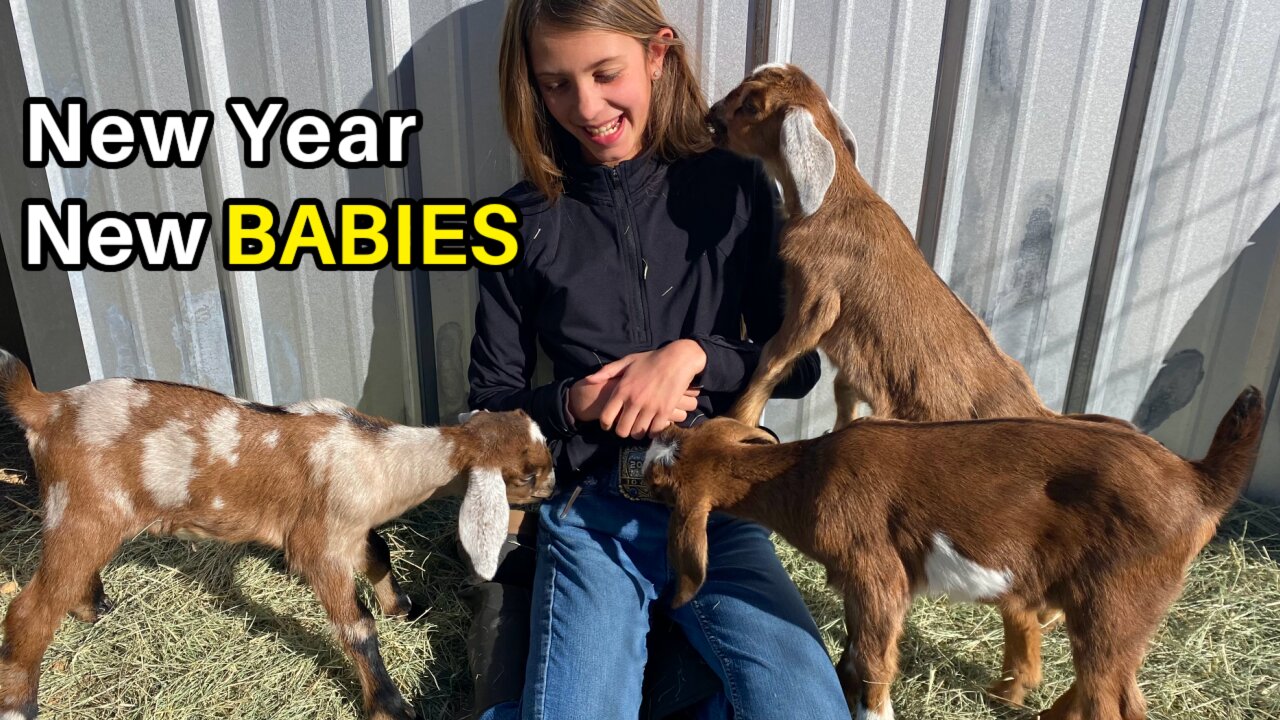 BABY GOAT birthing..... Belle had FOUR Mini-Nubian baby goats!! (NOT a How To)