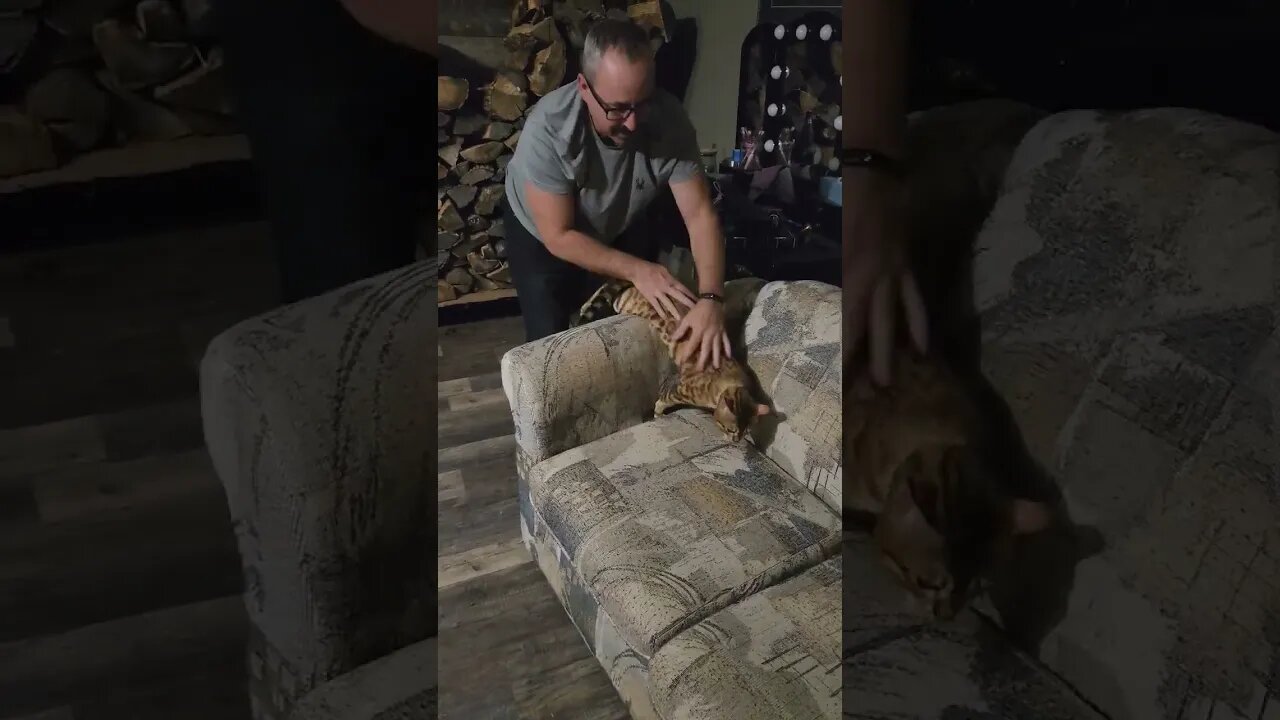 the cat is stun locked!