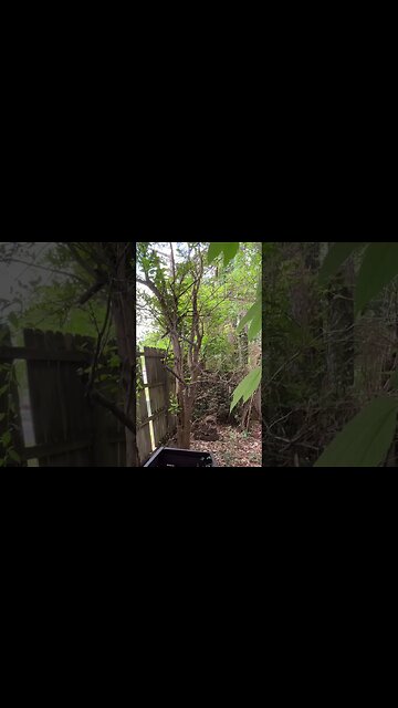 I Have An Orange Tree in My Backyard