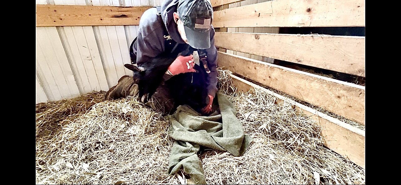 Our treatment for goat with listeria | UPDATE: Licorice | We’re hanging in there | minute by minute