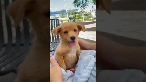 Funny dog 🤣 cute dog 😄 #shorts