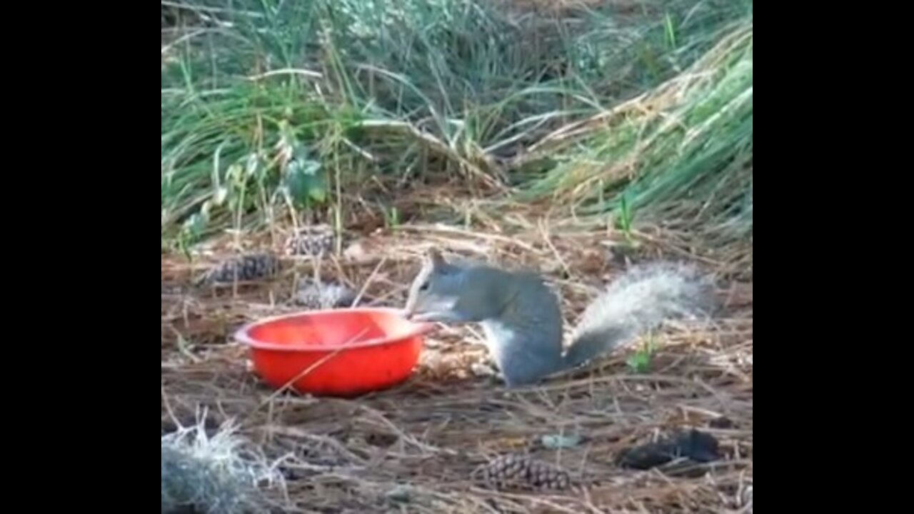 Squirrel attacks dog food