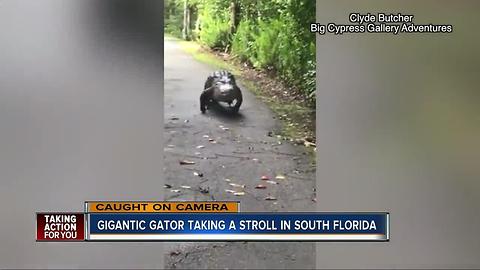 Giant gator seen strolling down path in South Florida