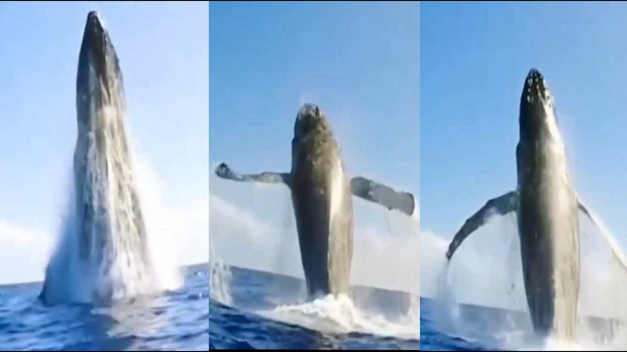 Blue Whale Jumping