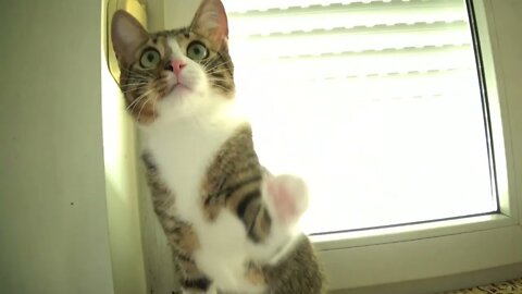 Funny Kitten Grabs Toy and Jumps Down