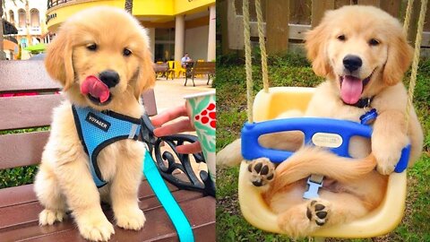 Baby Dogs - Cute and Funny Dog Videos Compilation | Aww Animals
