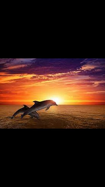 🔥 BRIBIE ISLAND 🐬 Dolphin Pod Sighting 🌞