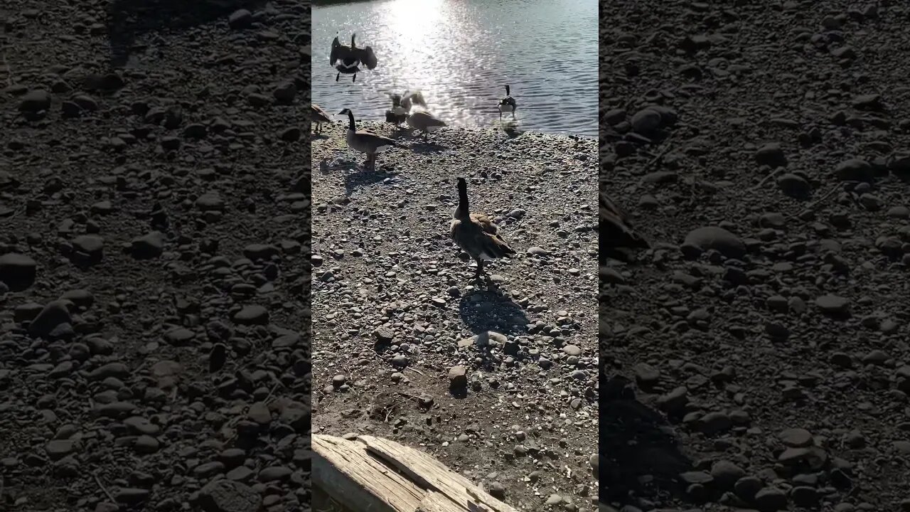 Goose flap, watch the background #goose #shorts #canada