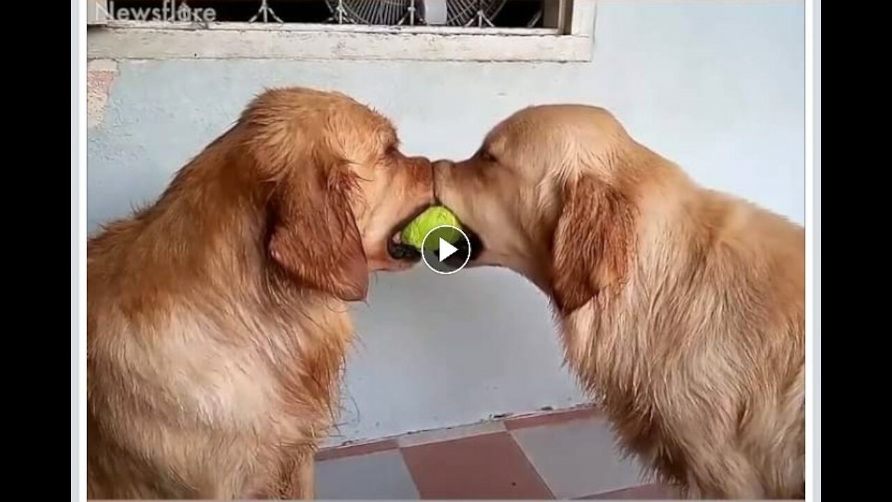 funniest dog video