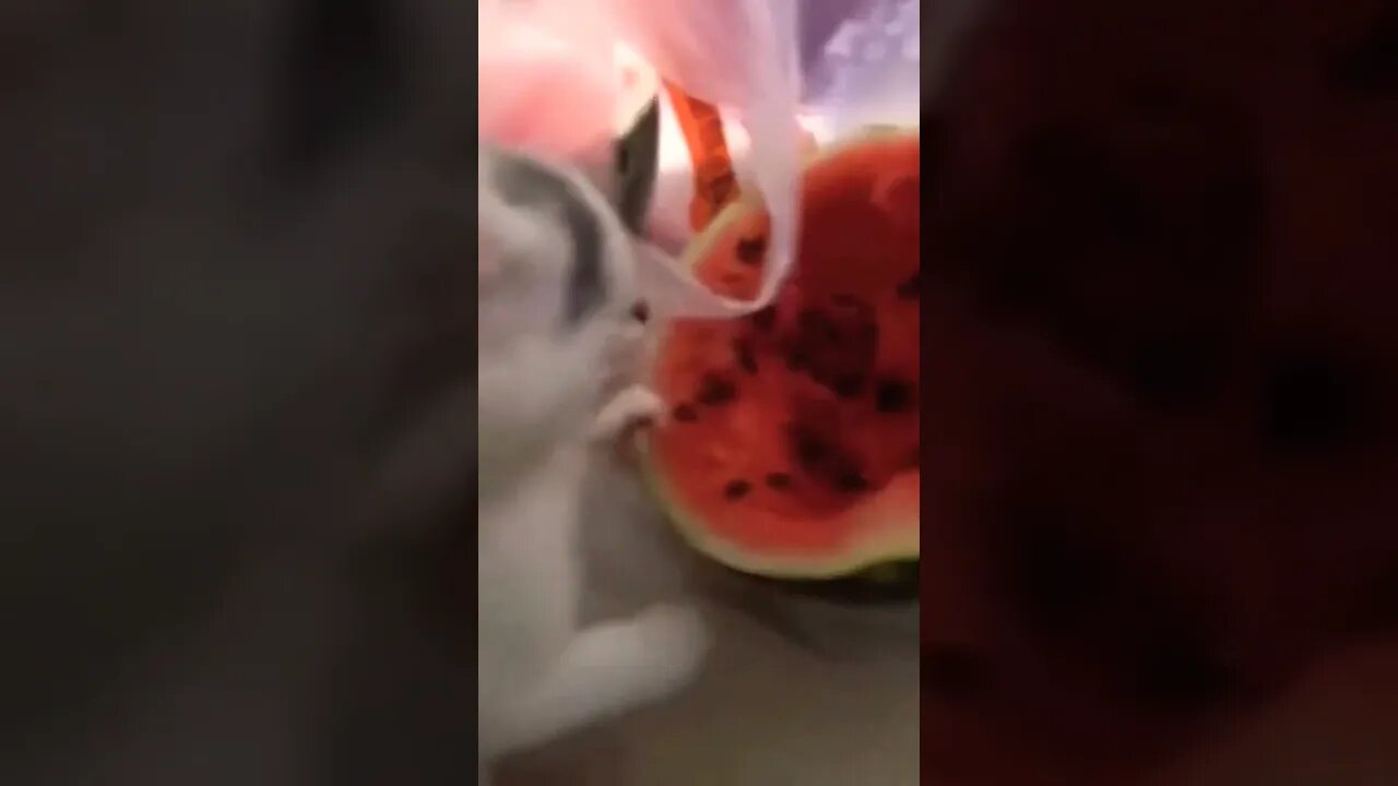 Kitten hides inside the Watermelon 😭😭😭 #shorts #cat