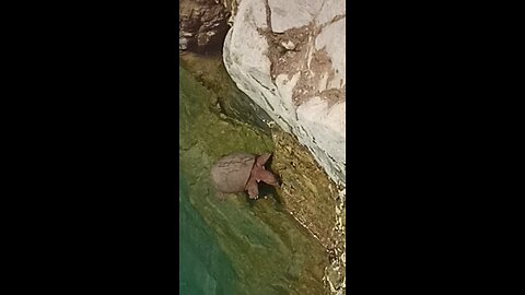 tortoise is thinking of flying!
