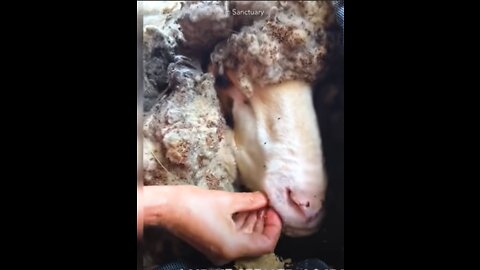 This sheep covered in 90-pounds of heavy wool gets a life-saving makeover ❤️