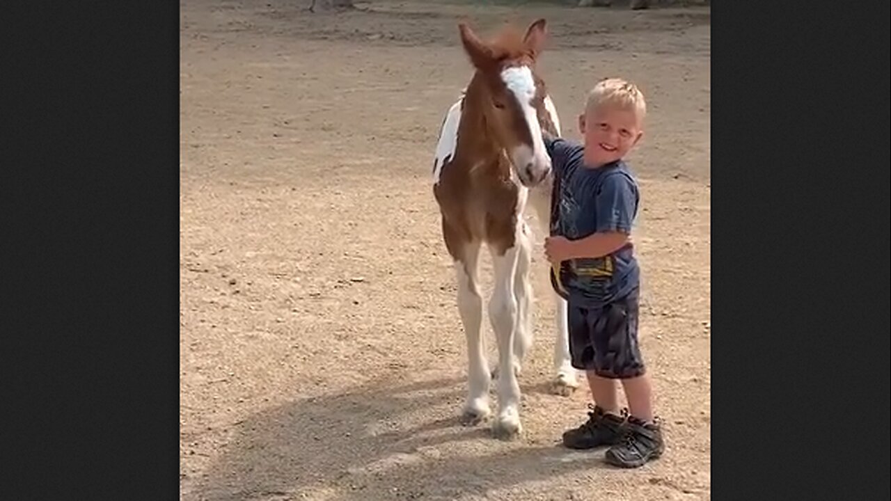 Little Boy & Foal Become Best Buds