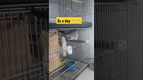 That was good #viralvideo #reels #petlover #petlovers