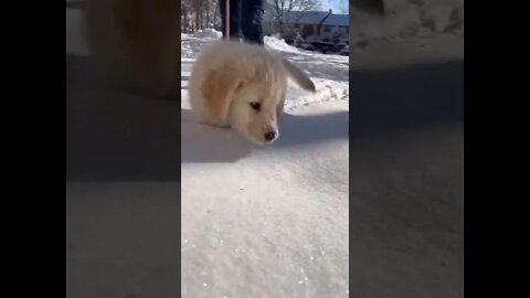 Cachorrinho na Neve #shorts