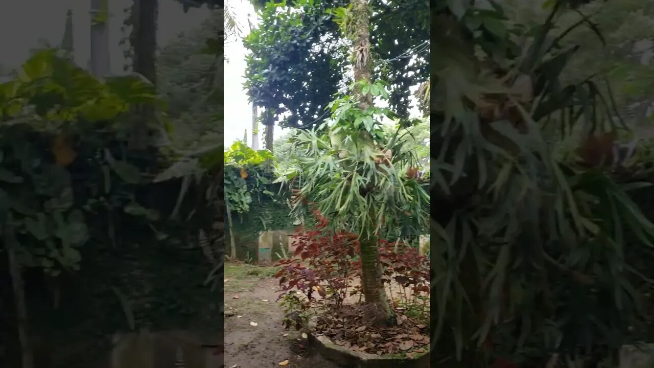 Pássaros na Chácara de Manhã