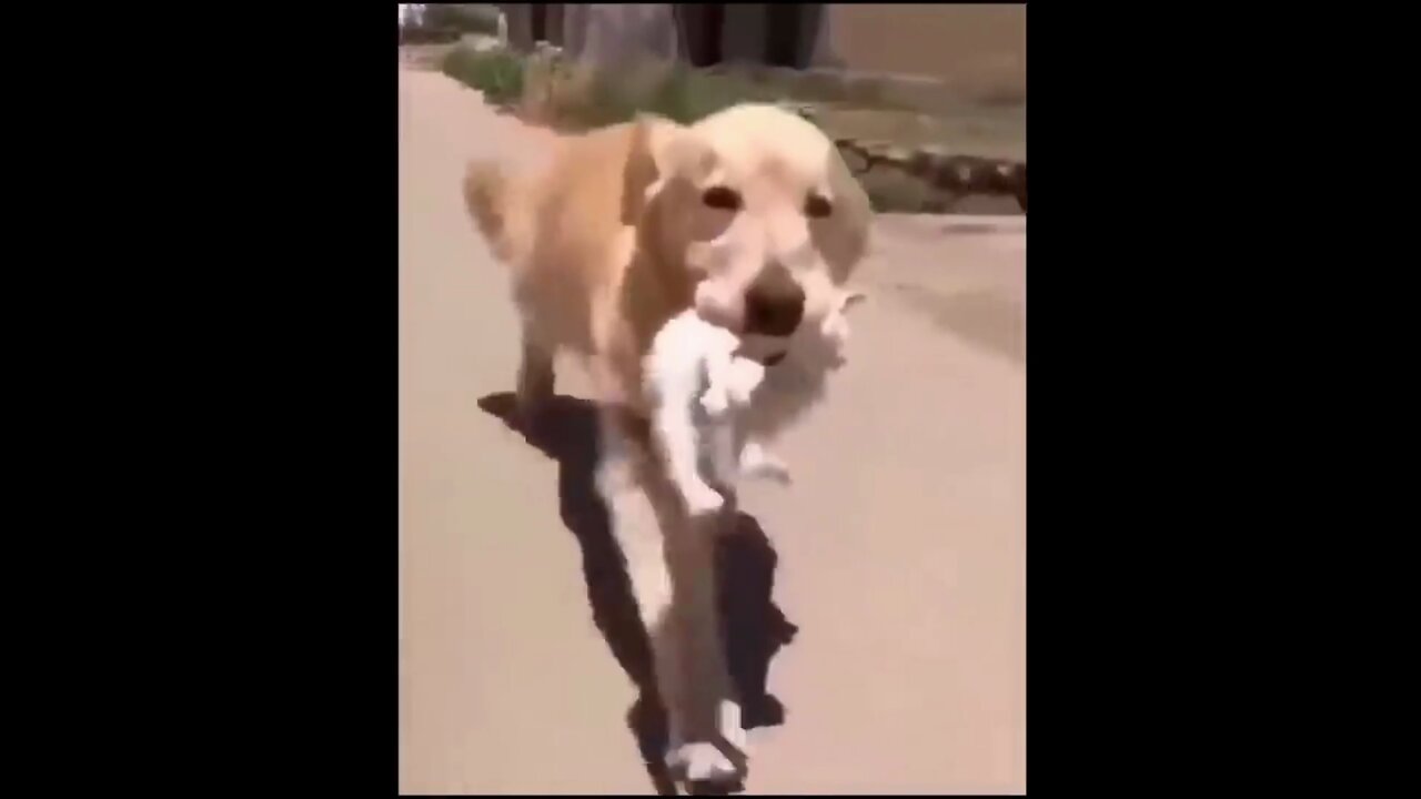 the dog saved the kitten by bringing it to people