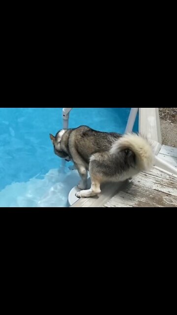 Brilliant husky excited for swimming