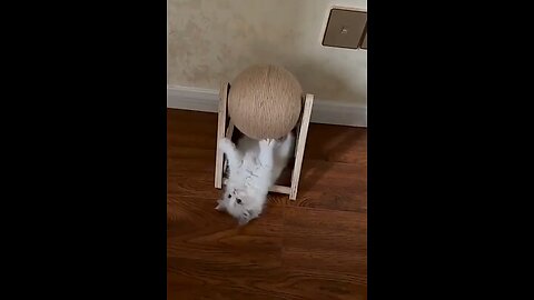 Video Cat