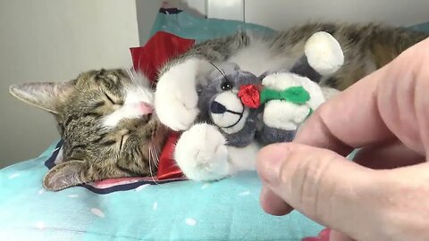 Cute Cat Loves His Little Mouse