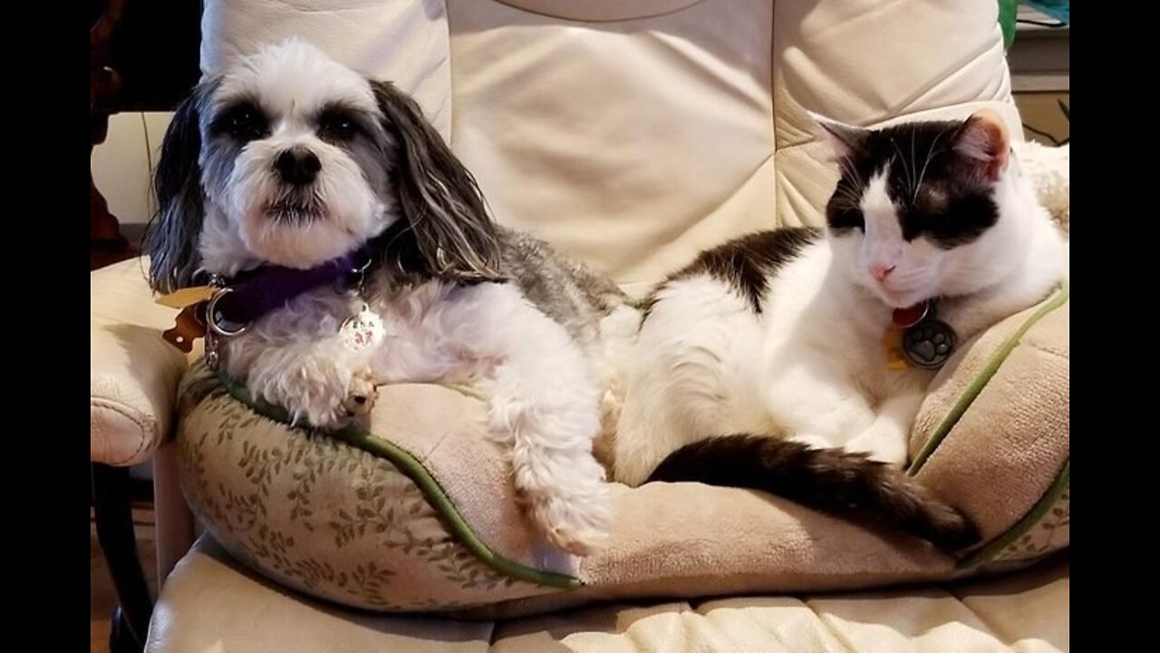 🤣🤣FUNNY ANIMAL VIDEO TRY NOT TO LAUGH 🤣🤣