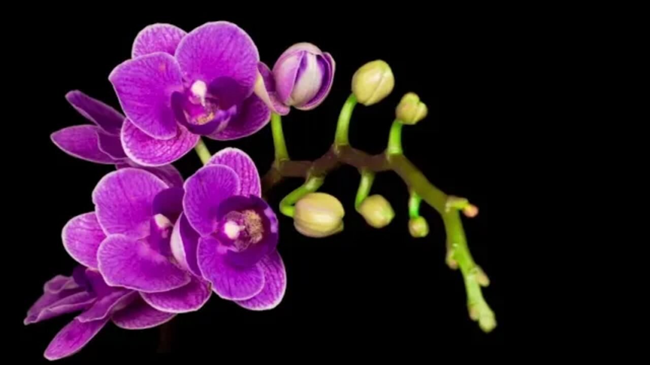 Blooming purple orchid phalaenopsis flower 2