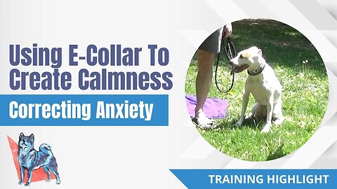 Dog Training Highlight | Correcting Anxiety To Create Calmness