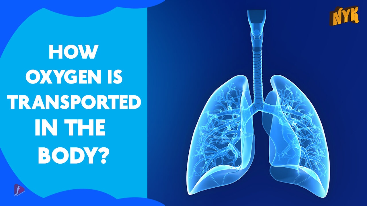 How Oxygen Travels In Our Body *