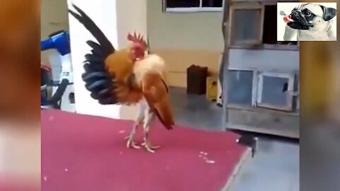 Funny Chickens Try Not To Laugh - Funniest Animals Videos 2020