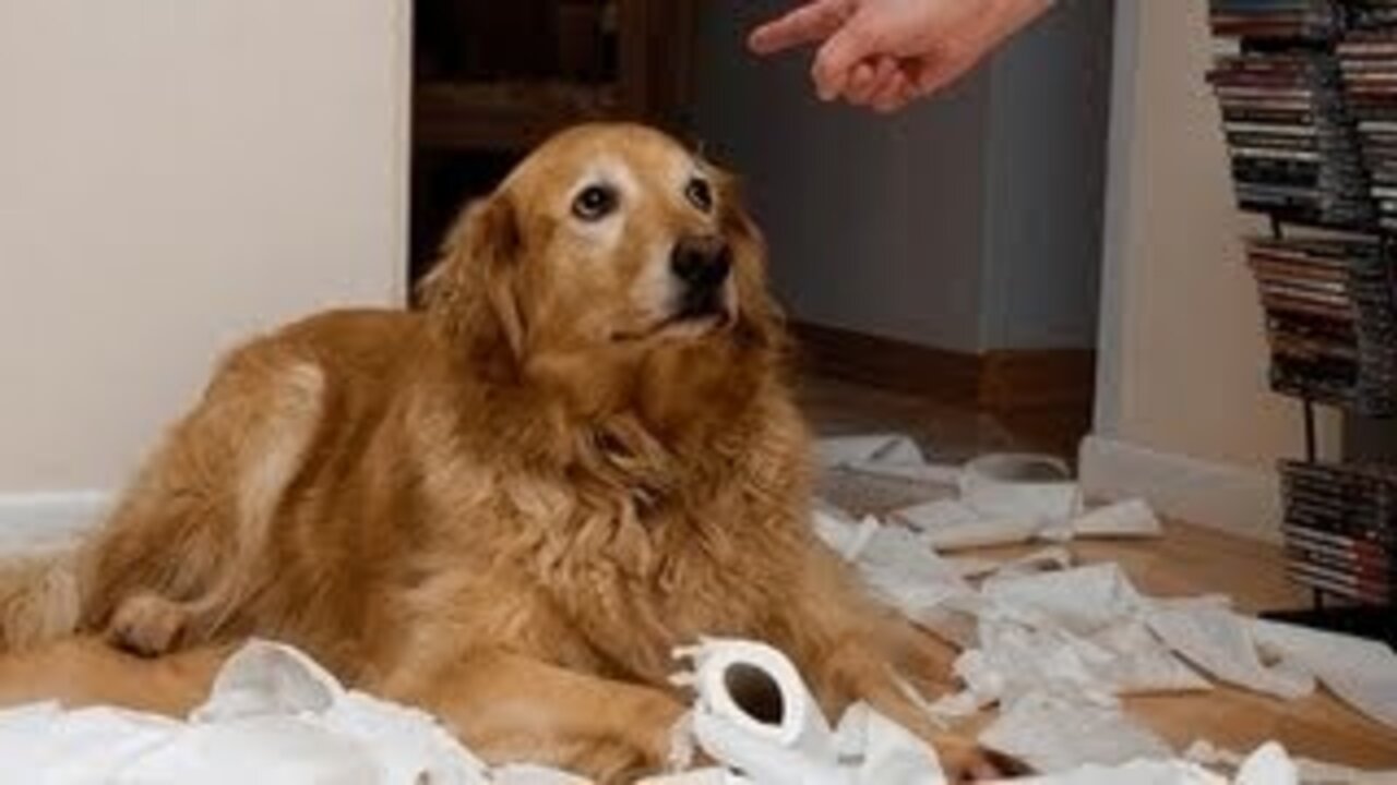 Guilty Dog Trying to apologise