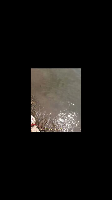 My Girlfriend Snags Unexpected Shredded Tire while Magnet Fishing! #magnetfishing #shorts