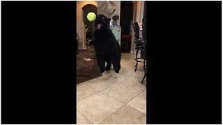 Huge dog has "truly amazing" reflexes