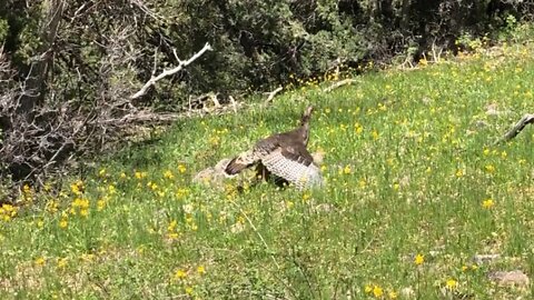 Spring Turkey 2022 - My last weekend Part 1