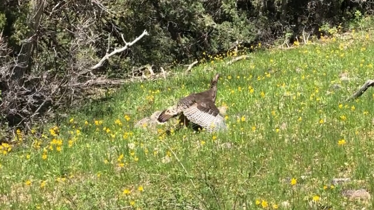 Spring Turkey 2022 - My last weekend Part 1