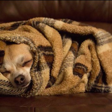 Just try not to fall in love with puppies rolling themselves into burritos