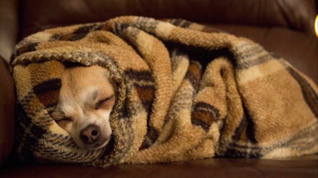 Just try not to fall in love with puppies rolling themselves into burritos