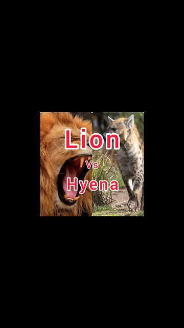 Lion Trapped by Clan of Hyenas | 🦁 Funny Moments Caught On Camera! #ytshorts #UbertainmentFun #Lion