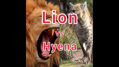 Lion Trapped by Clan of Hyenas | 🦁 Funny Moments Caught On Camera! #ytshorts #UbertainmentFun #Lion