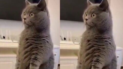 The best fun video with cats, dogs and other animals