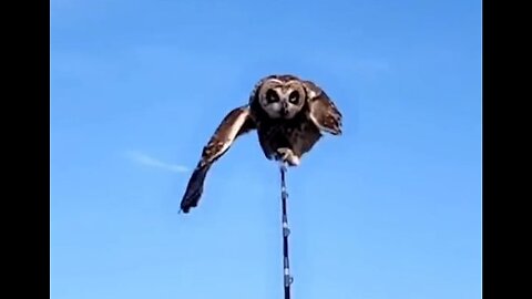 Owl rescued from the middle of the sea