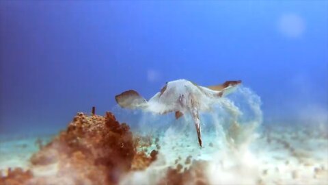 Scuba diving at St Thomas with JJ Divers