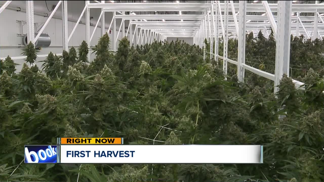 Budding business: Eastlake's medical marijuana plant preps for harvest