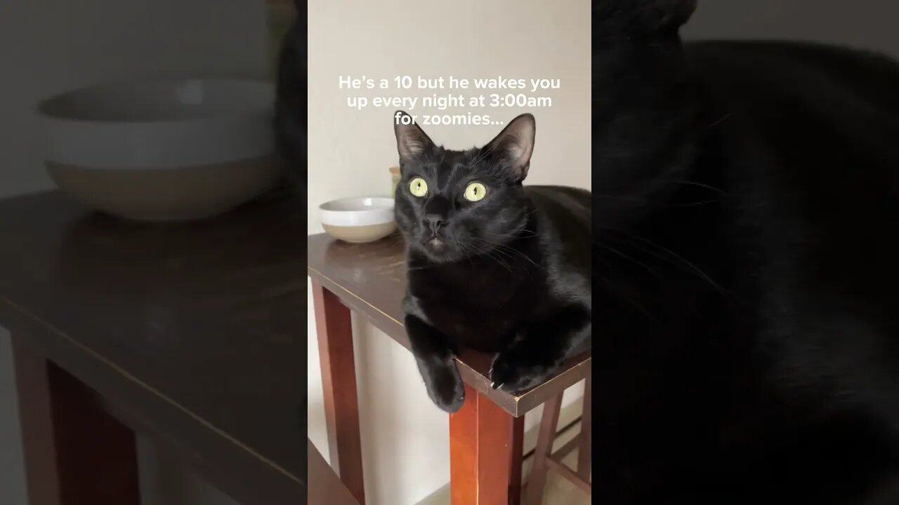 Send to a cat loving friend❤️ #cat #kitten #blackcat #hesa10but #leonthecatdad