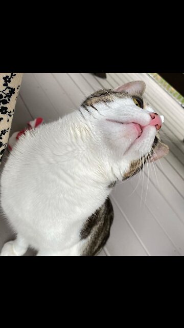 My cat missed the weak