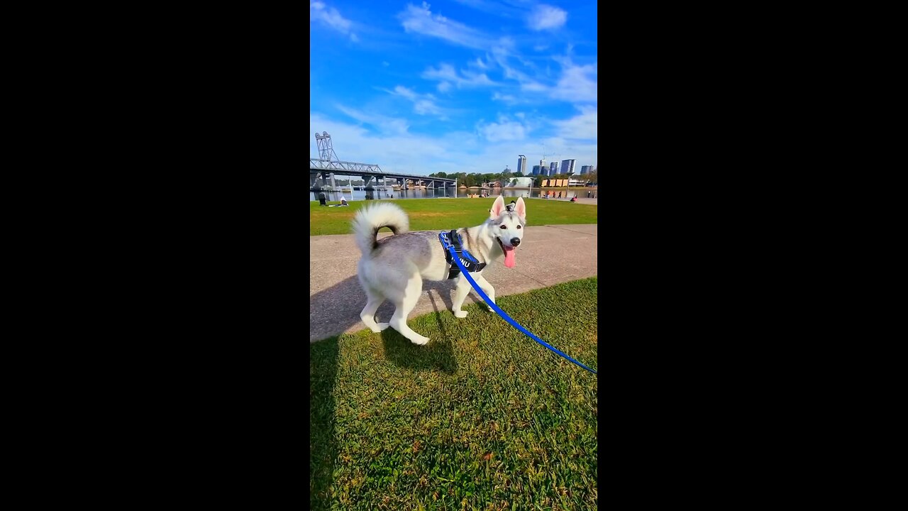 Thing’s I will never regret as a dog owner 🐕❤️