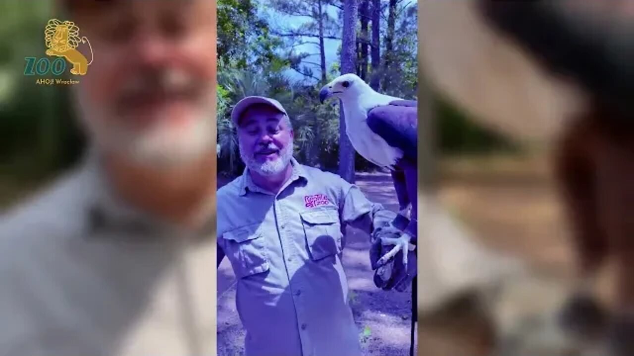 Check out this amazing African Fish Eagle at Myrtle Beach Safari 😆