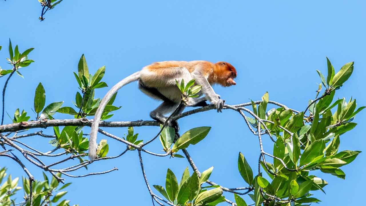 Mangroves